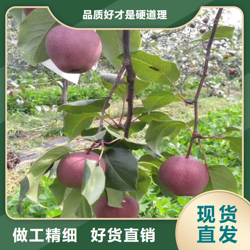 苹果西瓜苗经验丰富品质可靠当地生产商