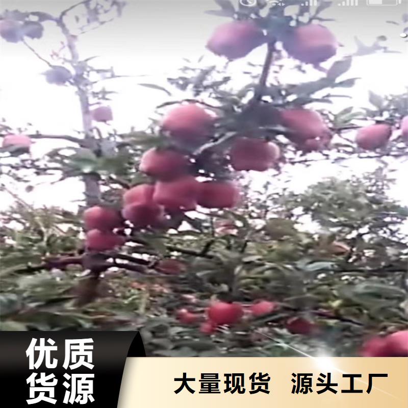 苹果-【3公分软籽石榴苗】货品齐全从厂家买售后有保障