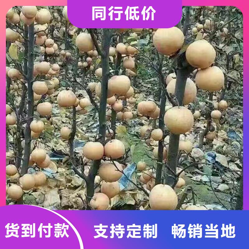 红梨苗质优价廉做工精细