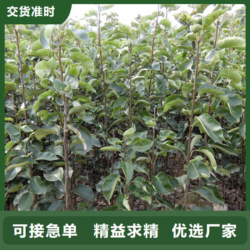 梨树_梨树苗应用范围广泛同城货源