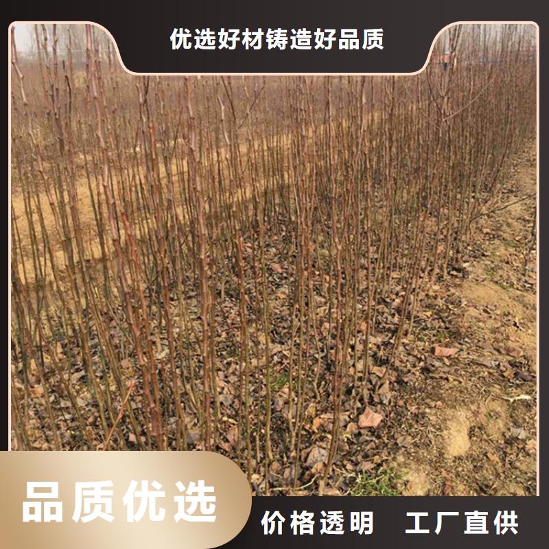 梨树苹果苗质量无忧同城制造商