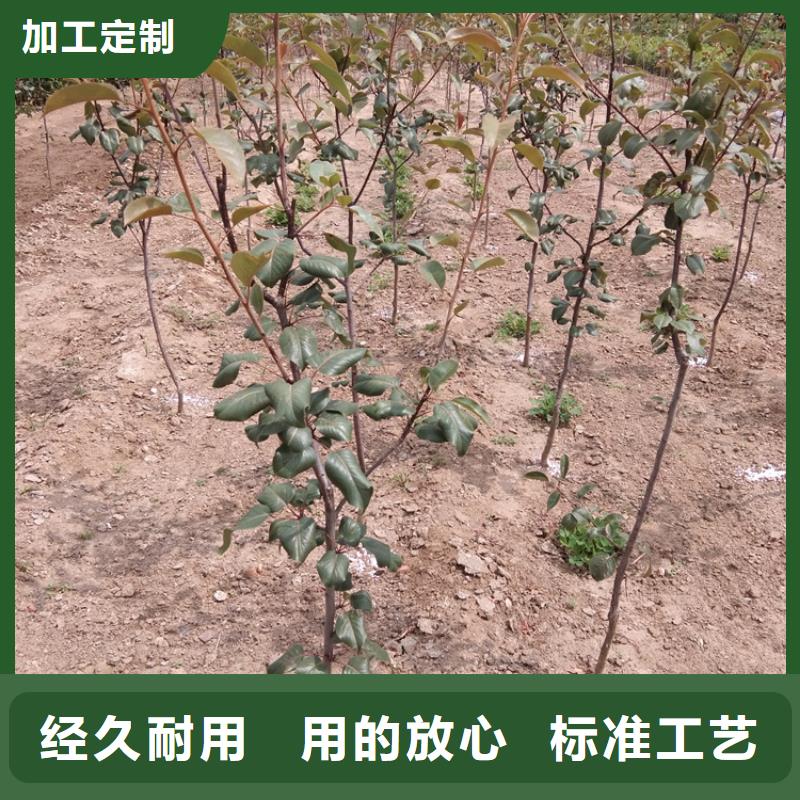 红梨苗种植基地当地货源