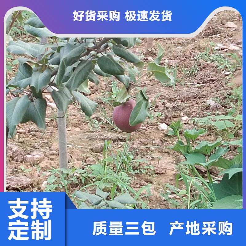 红梨苗种植技术附近供应商