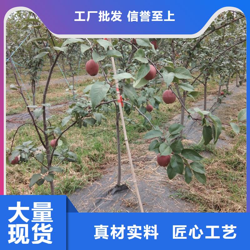 红梨苗育苗基地精选优质材料