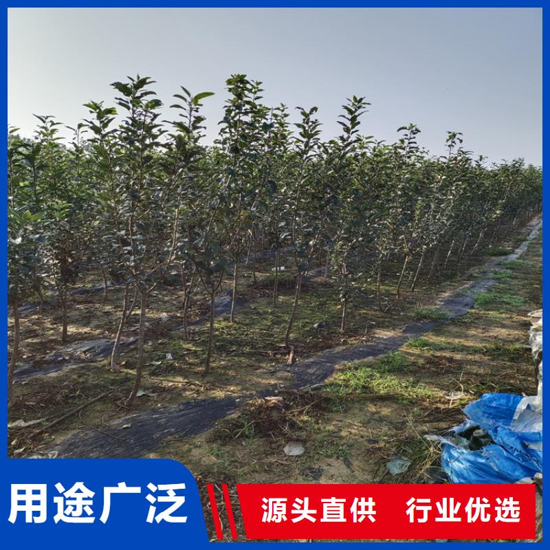 彩虹梨树苗什么时间移栽最好价格实惠工厂直供