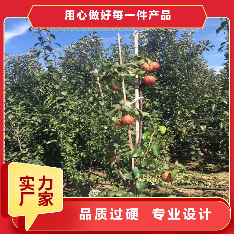 梨树,无花果苗种类丰富诚信经营质量保证