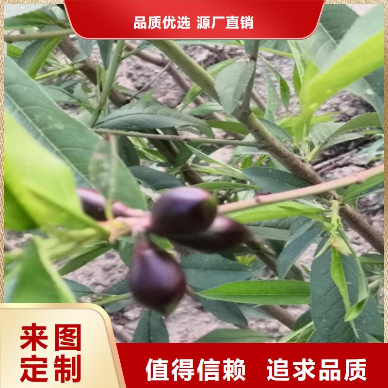 【桃苹果苗本地配送】满足多种行业需求