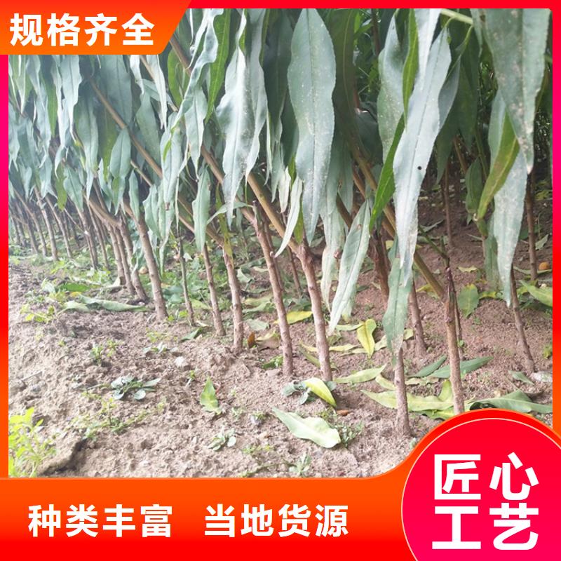 桃嘎啦苹果厂家质量过硬质量层层把关