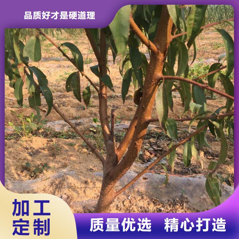 桃【蓝莓苗】实力工厂来图定制量大从优