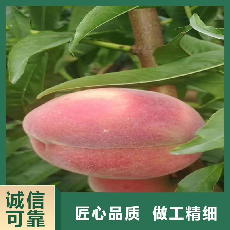 【桃】杏树苗实体厂家大量现货附近经销商