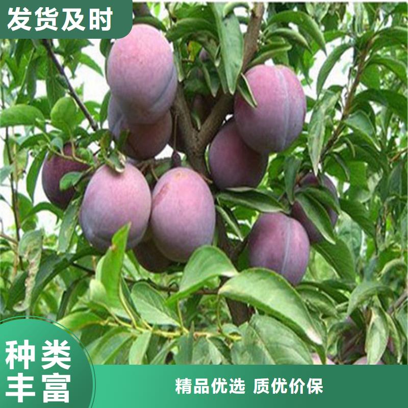 杏李李子苗嫁接方法及时间经验丰富品质可靠