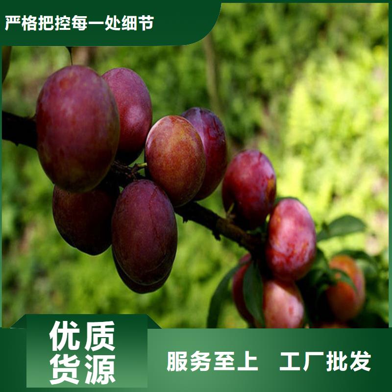 杏李李子苗经济效益当地供应商