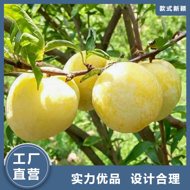 女神李子苗质优价廉本地公司