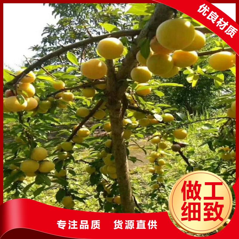 西梅李子苗怎么卖批发零售当地经销商