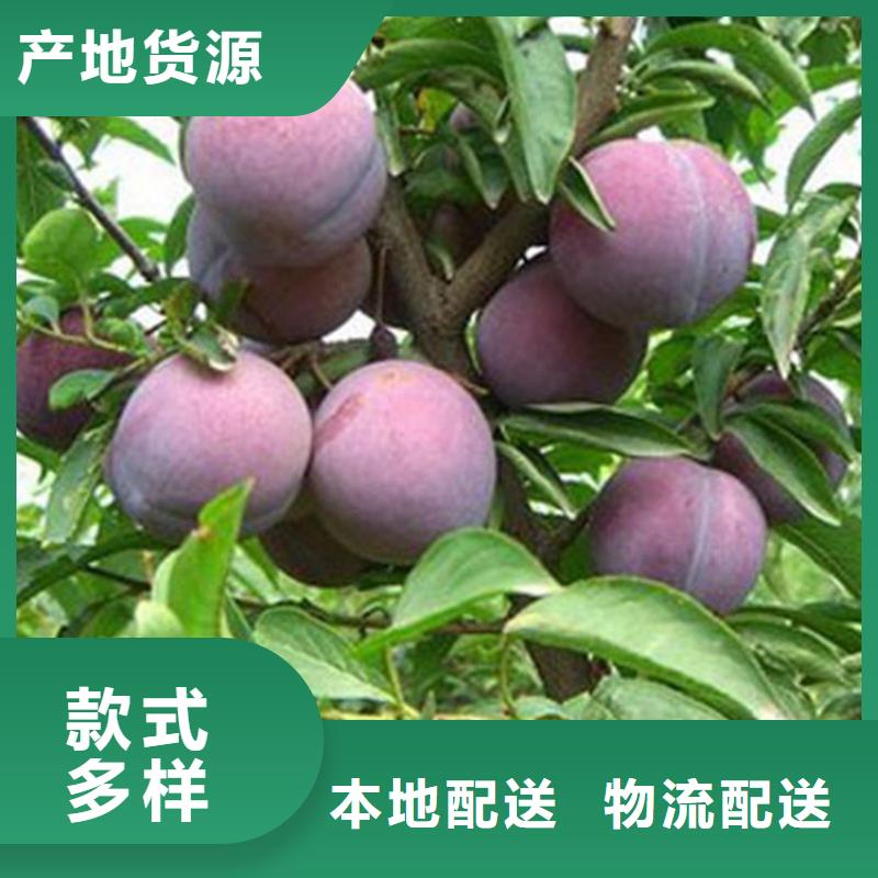 西梅李子苗当年结果树真正让利给买家