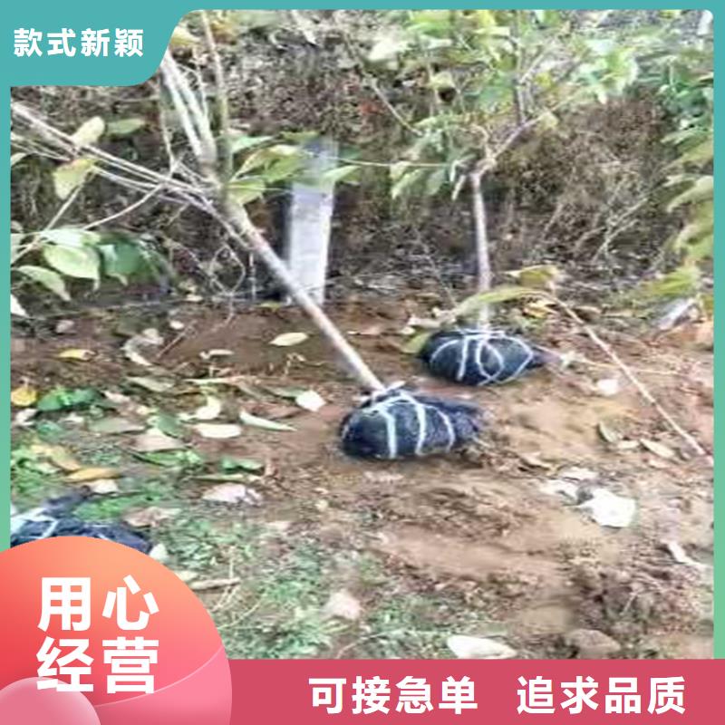 西梅李子苗适合种植地区原料层层筛选