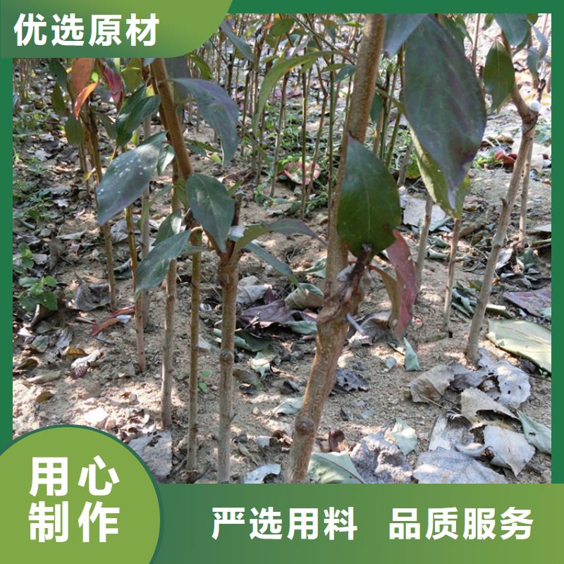 李子苗批发零售源厂直销