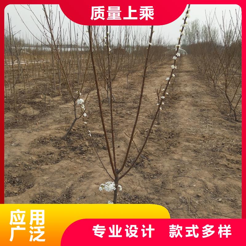 女神李子苗量多优惠当地厂家