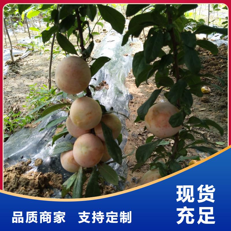 西梅李子苗量多优惠重信誉厂家