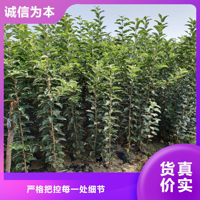 清脆李子树种植管理技术交货准时