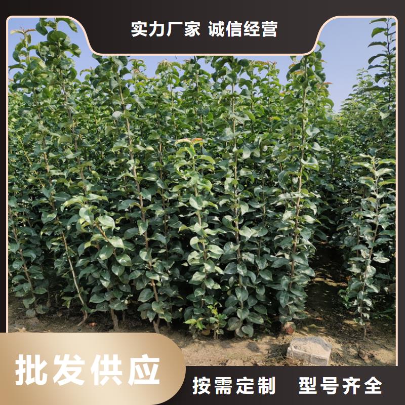 女神李子苗露天种植本地供应商