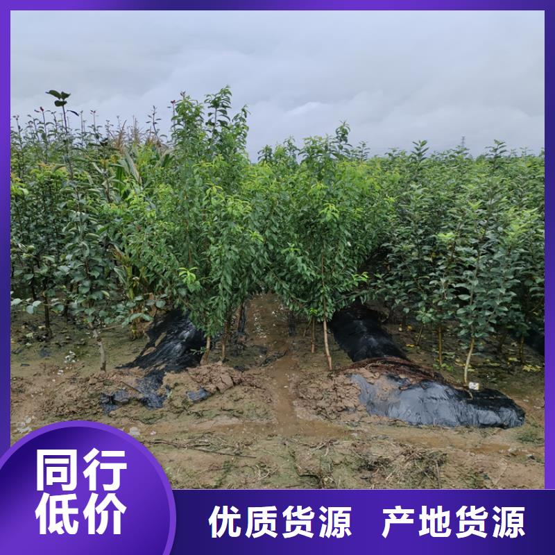 李子-桃树苗多种款式可随心选择同城公司