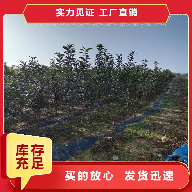 恐龙蛋李子苗适合种植地区一站式采购商