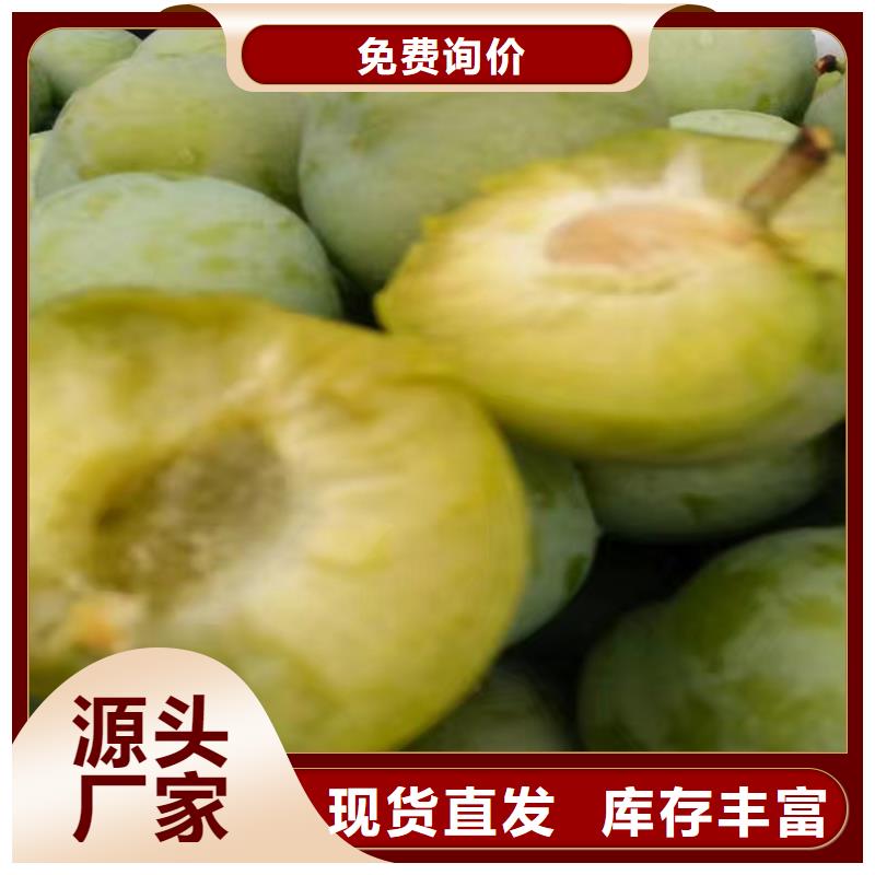 杏李李子苗适合种植地区诚信可靠