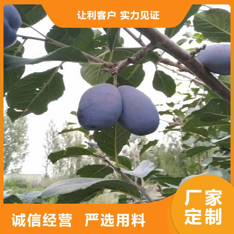 西梅李子苗种植管理技术一站式采购商