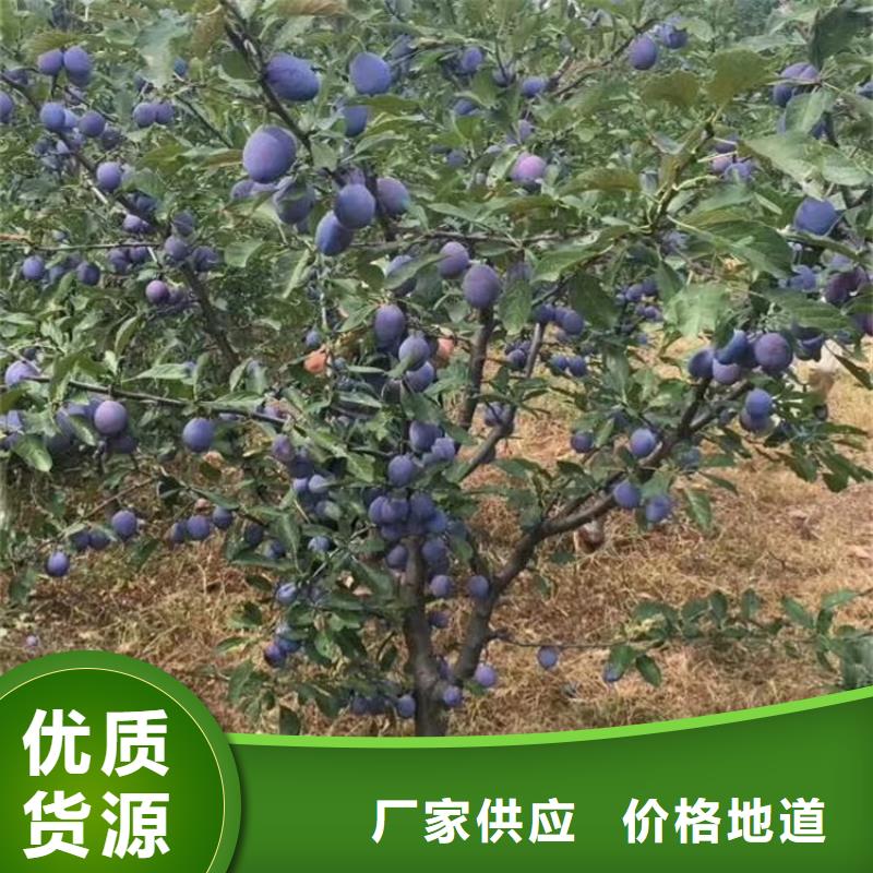 李子-蓝莓苗就近发货当地货源