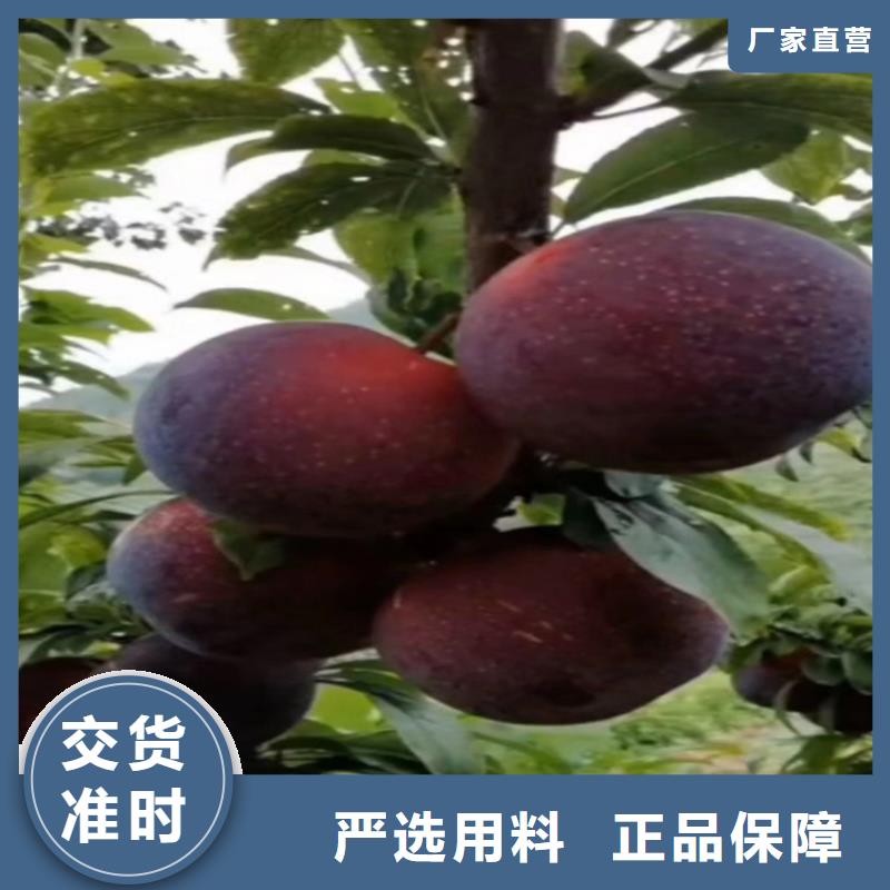 李子,板栗苗客户信赖的厂家品质做服务