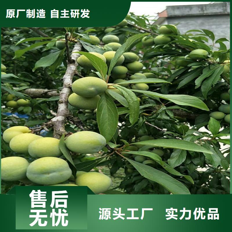 李子苗采摘园经久耐用