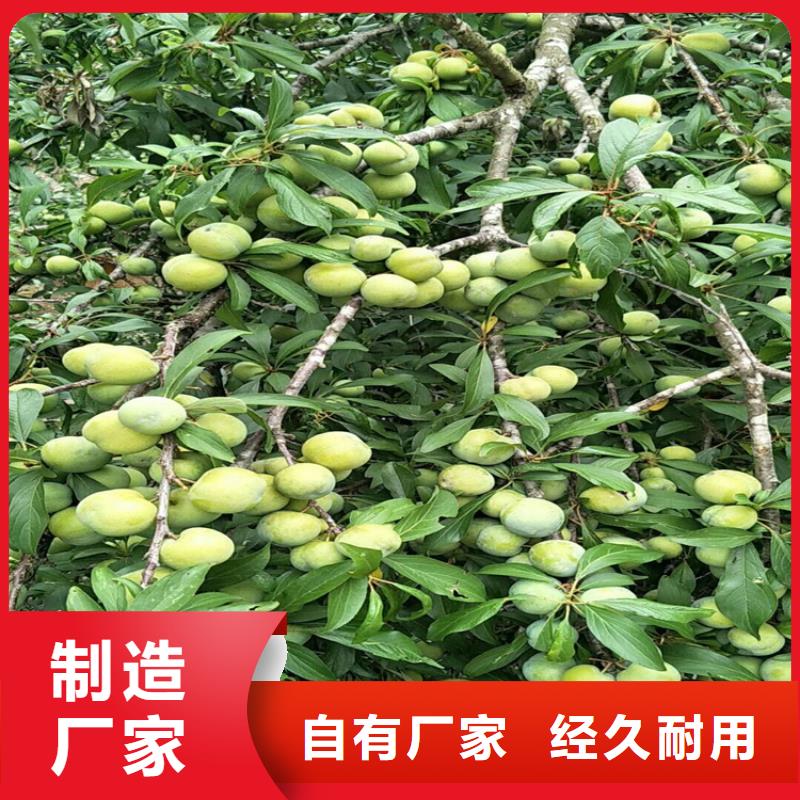 李子花椒苗厂家直销售后完善主推产品
