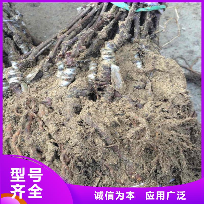 软枣猕猴桃苗基地甄选好厂家