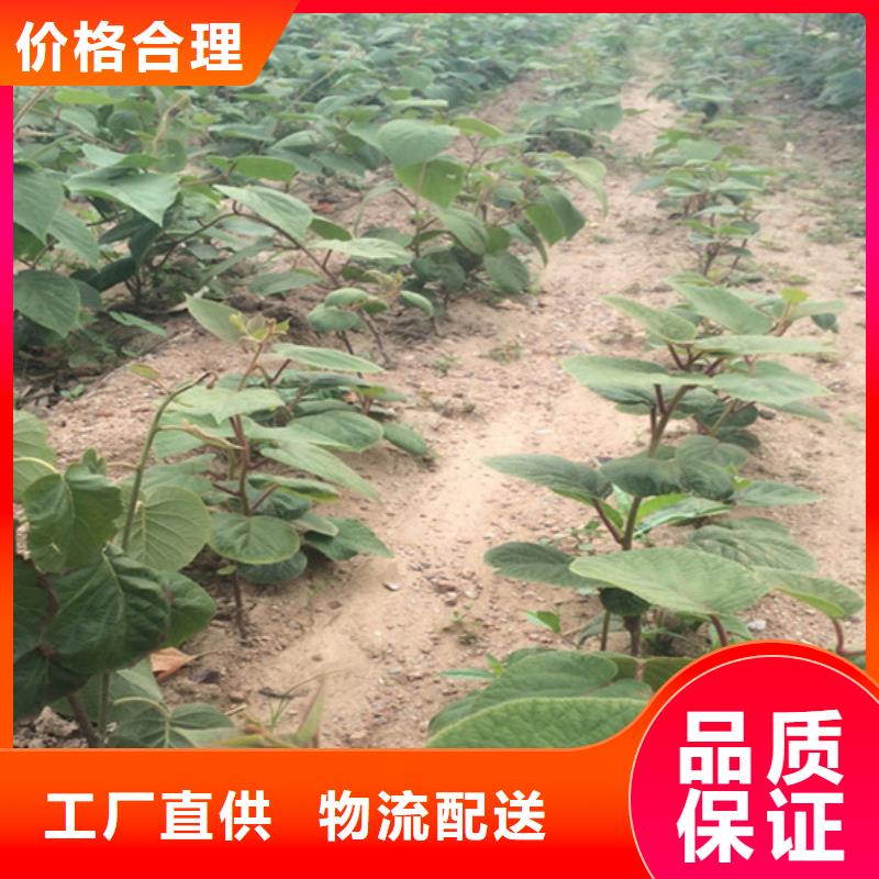 【猕猴桃苹果苗批发价格】当地货源