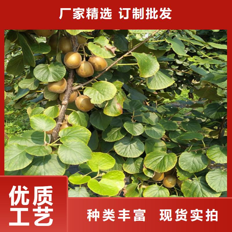 奇异果苗适合种植地区本地服务商