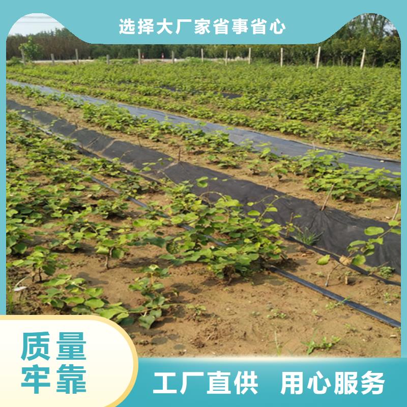 软枣猕猴桃苗经济效益同城厂家