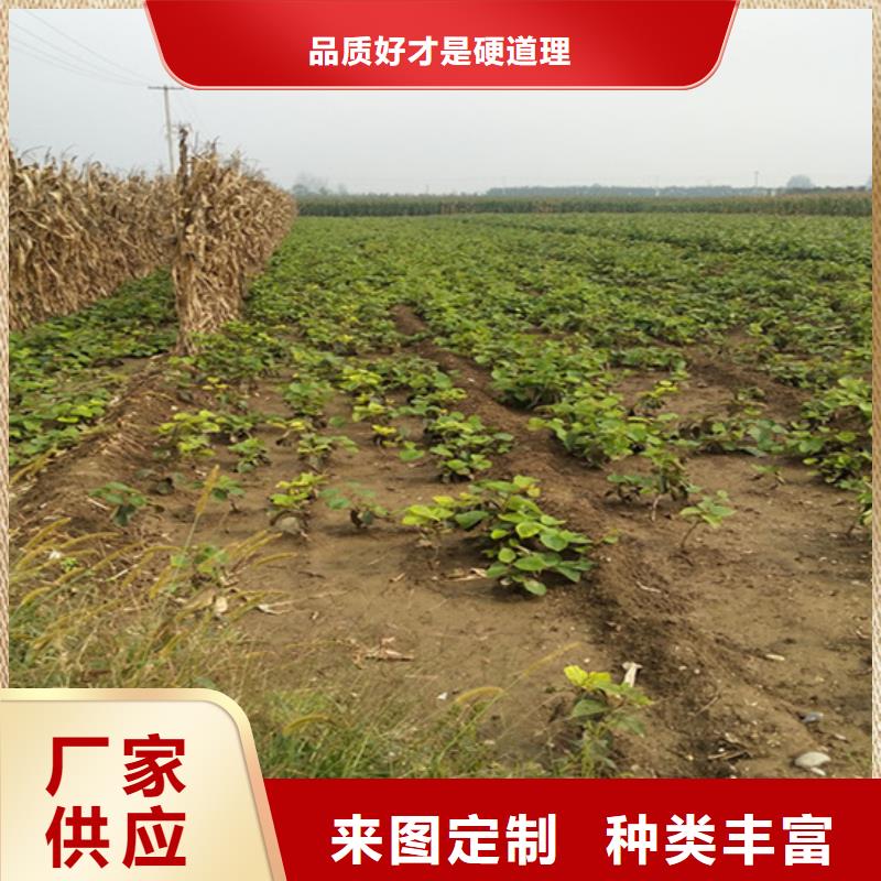 软枣猕猴桃苗怎么卖当地服务商