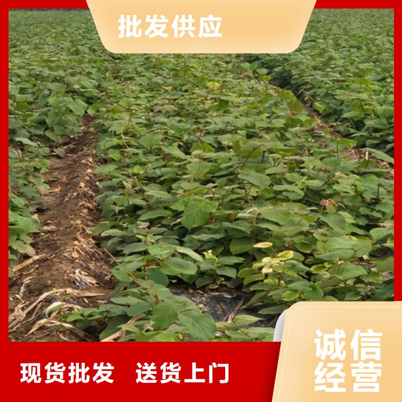 奇异果苗根系发达大厂家实力看得见
