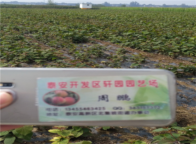 软枣猕猴桃苗基地直销订制批发