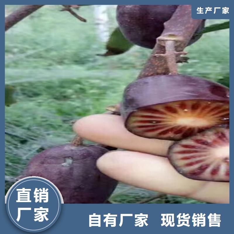 软枣猕猴桃苗基地本地品牌