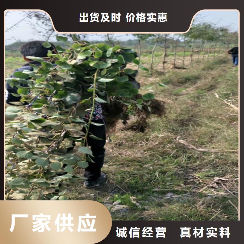 软枣猕猴桃苗种植基地同城生产商