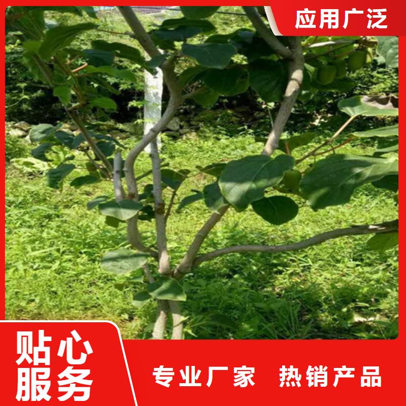 软枣猕猴桃苗适合种植地区/轩园园艺场快速发货