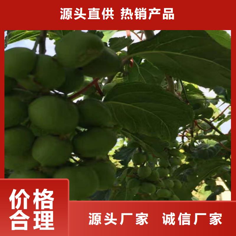 猕猴桃樱桃苗制造生产销售当地货源