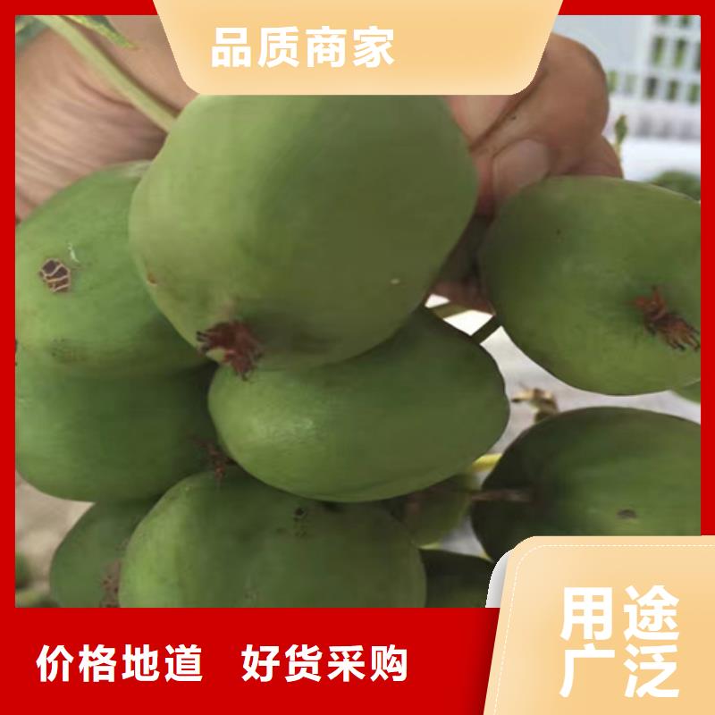 奇异果苗露天种植甄选好厂家