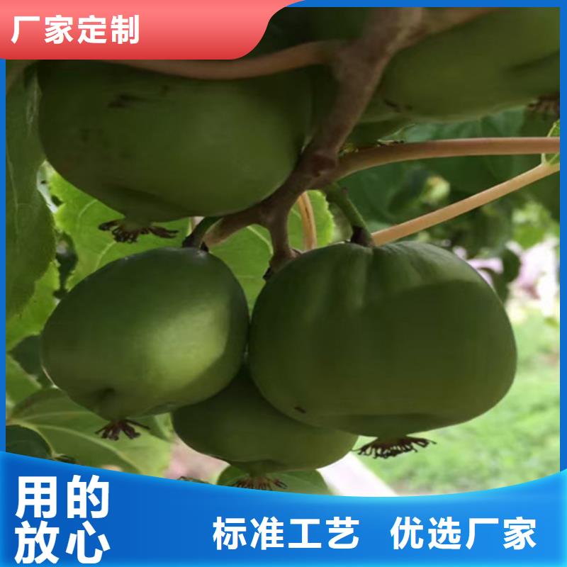 猕猴桃苗子欢迎咨询/轩园园艺场当地品牌