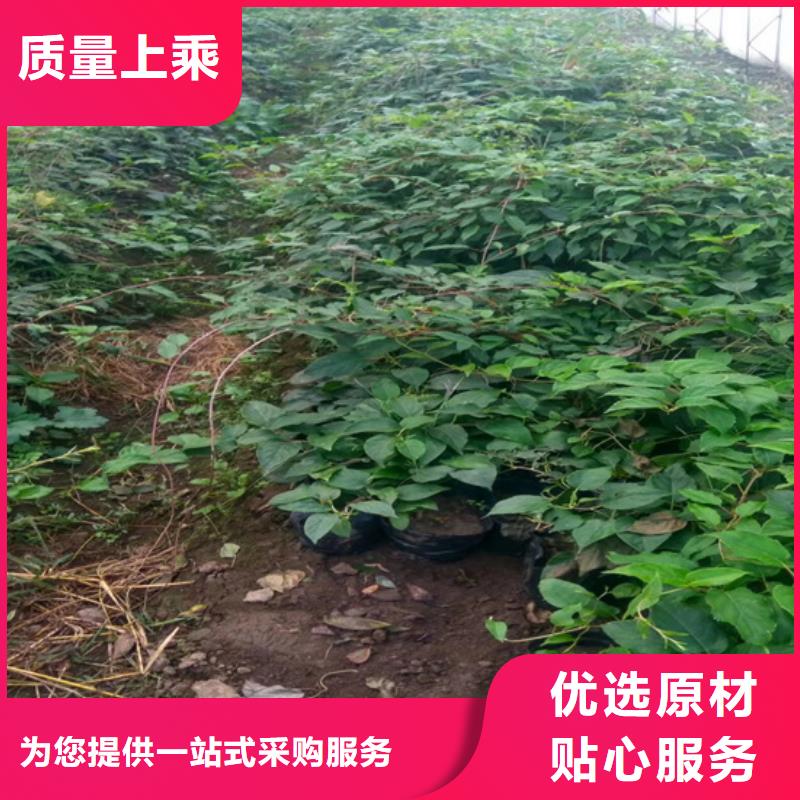 猕猴桃石榴苗发货迅速快捷物流