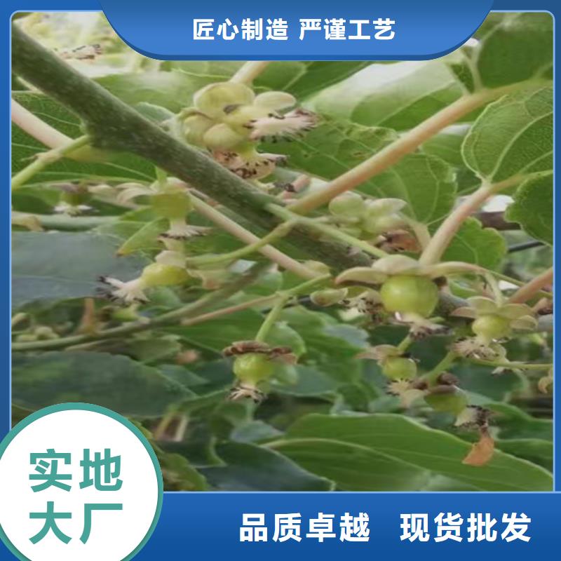 猕猴桃李子苗厂家大量现货当地生产厂家