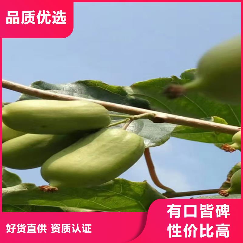猕猴桃_樱桃苗专业完善售后产地货源