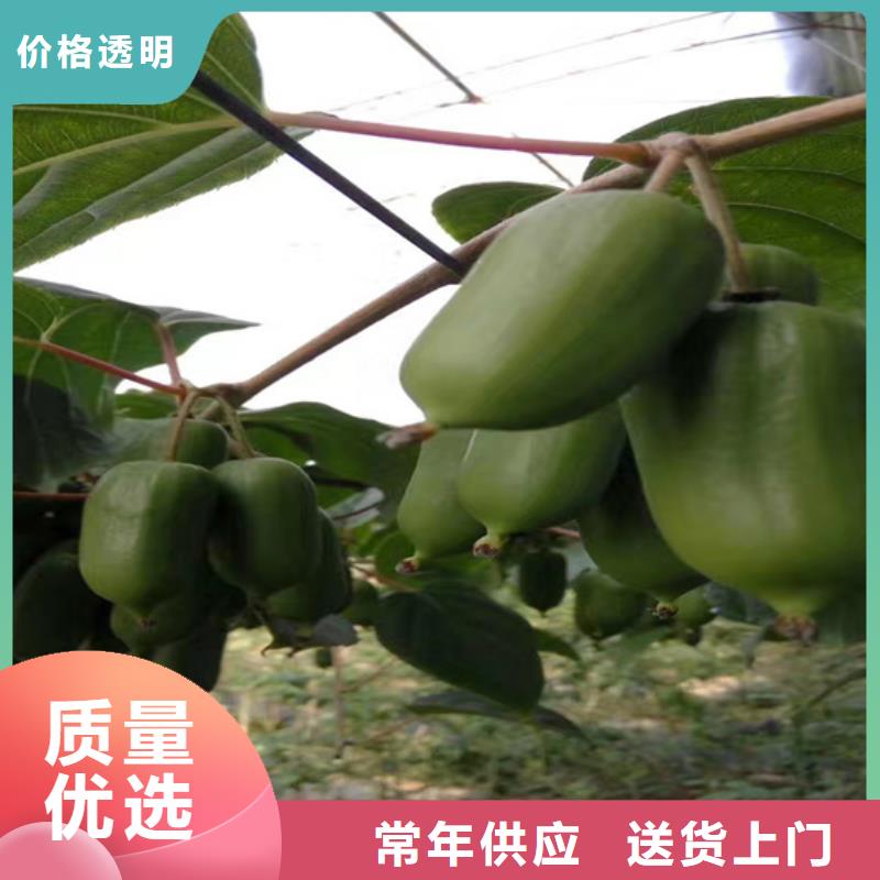 奇异果苗一亩地栽多少棵厂家直销规格多样